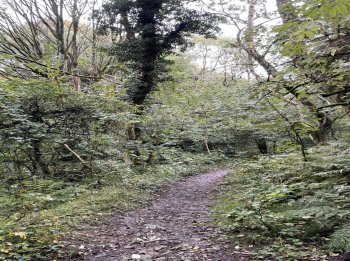 Woodland for sale in Dearham