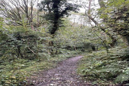 Woodland for sale in Dearham