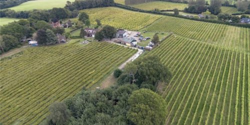 Vineyard with buildings for sale in Westfield